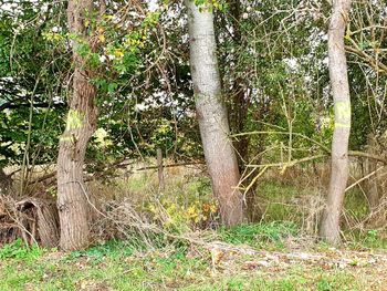 Trees growing on field in forest