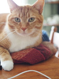 Close-up portrait of cat on table