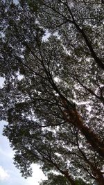 Low angle view of tree against sky