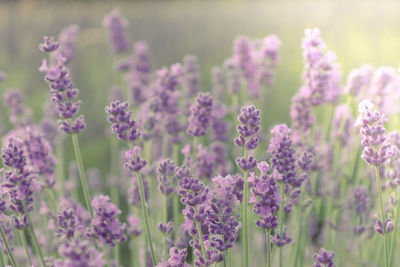 Close-up of purple flowering plants on field