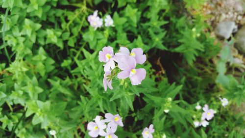 Close-up of flowers blooming outdoors