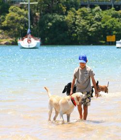 View of a dog in water