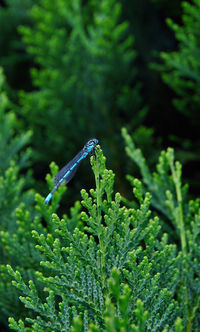 Close-up of insect on plant