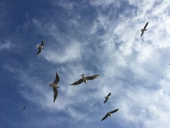 Low angle view of seagulls flying against sky