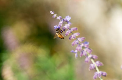 Close-up of bee pollinating on lavender