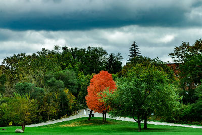 Trees against sky