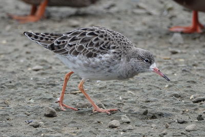 Close-up of  bird perching on land