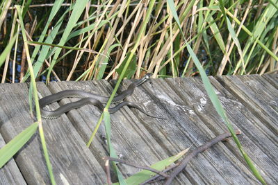 High angle view of lizard on wood