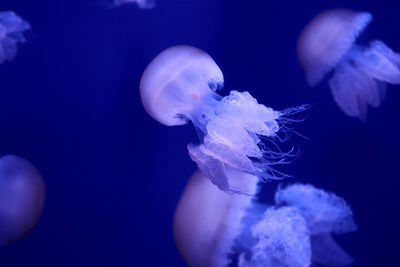 Group of white jellyfish floating in the ocean, fluorescent, blue, bright