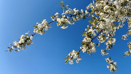 Low angle view of cherry blossoms against blue sky