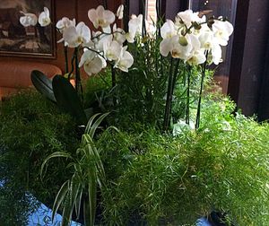 Close-up of white flowers blooming