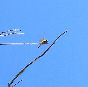 Low angle view of insect on plant against clear blue sky