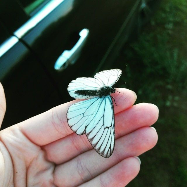 person, insect, holding, human finger, part of, one animal, animal themes, animals in the wild, cropped, wildlife, unrecognizable person, close-up, butterfly - insect, focus on foreground, butterfly, personal perspective, outdoors