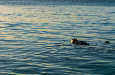 Young adult swimming in ocean 