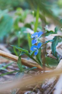 Close-up of blue flowering plant