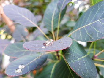 Close-up of butterfly on leaves