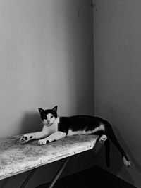 Portrait of cat sitting on wall