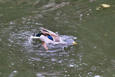 High angle view of mallard duck swimming in lake