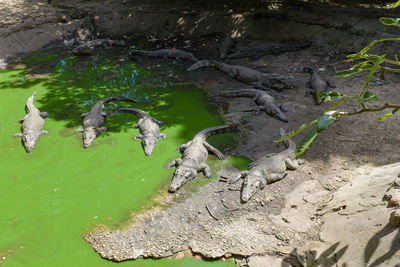 High angle view of lizard in water