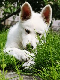 Close-up of dog on field