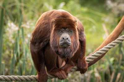 Howler monkey sitting on a rope looking at the camera