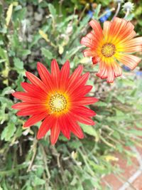 Close-up of red flower