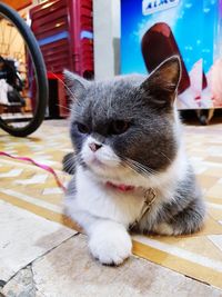 Close-up portrait of a cat