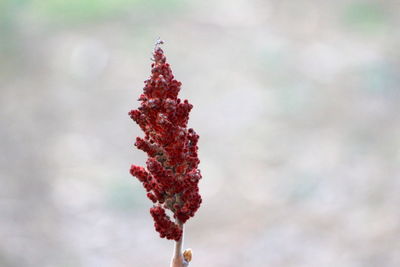 Close-up of red flowering plant against sky