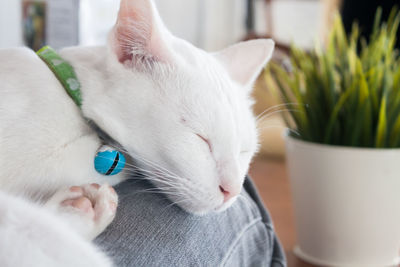 Close-up of cat at home