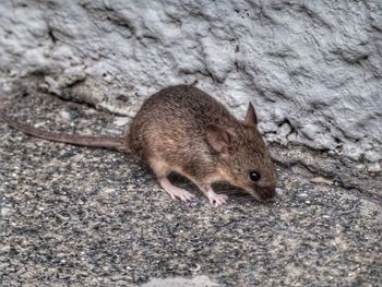 High angle close-up of mouse on rock