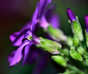 Close-up of purple flowers