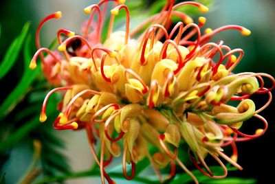 Close-up of orange flowering plant