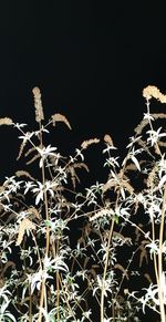 Low angle view of dry plant against sky at night