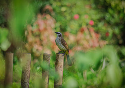 Resting bird on a fence