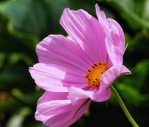 Close-up of butterfly on pink flower