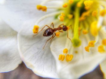 Close-up of yellow flowers