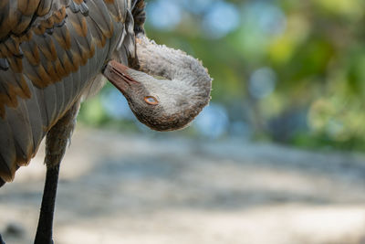 Close-up of eagle