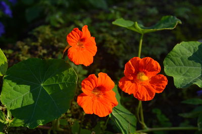 Close-up of orange flowers blooming outdoors