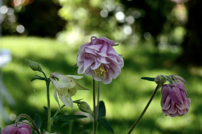 Close-up of pink flowering plant