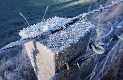 Close-up of snow on leaf during winter