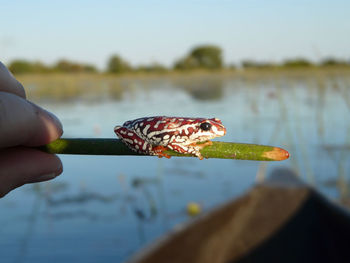 Close-up of hand holding fish