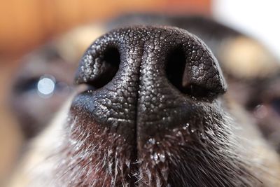 Close-up portrait of bird