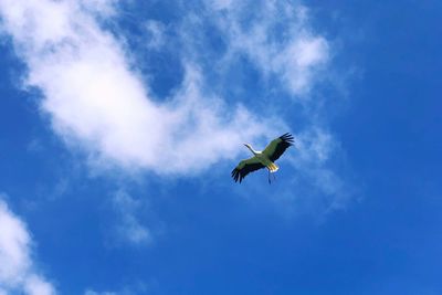 Low angle view of seagull flying