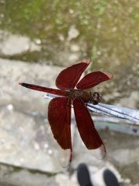 Close-up of dragonfly