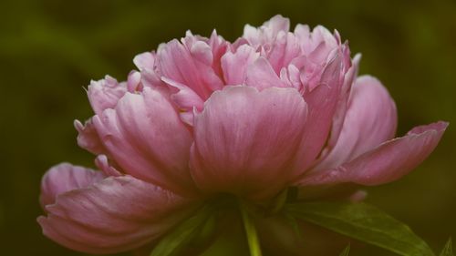 Close-up of pink flower