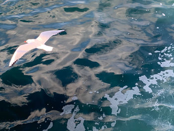 High angle view of swimming in sea