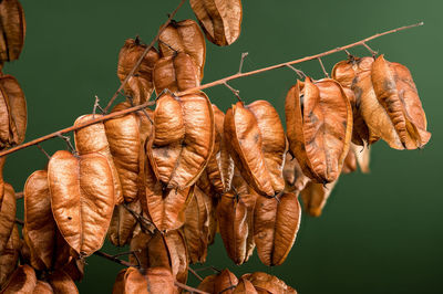 Close-up of dry leaves