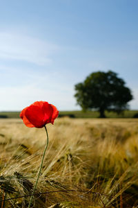 Close-up of red poppy flower on field