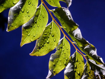 Close-up of leaves against blue sky