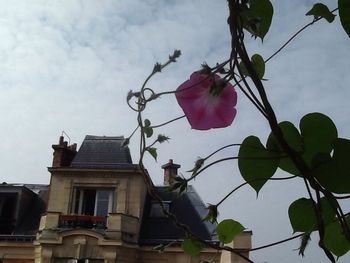 Low angle view of flowers against sky